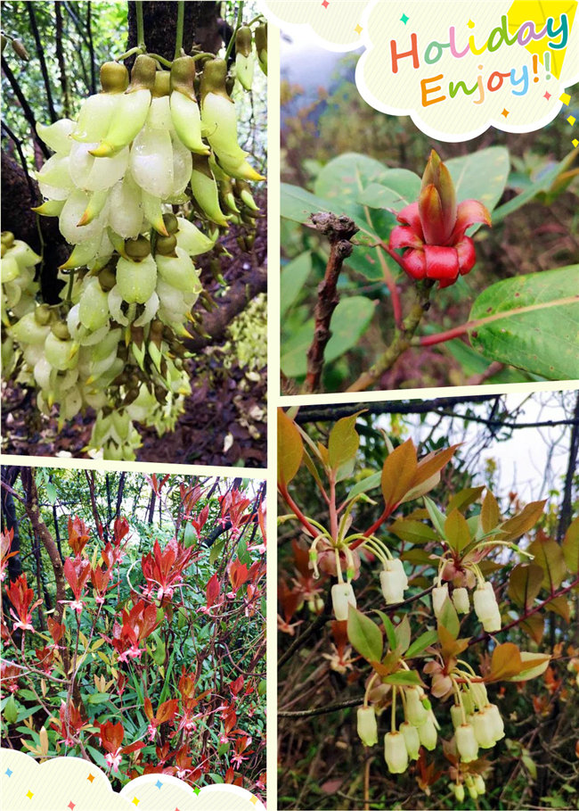 廣東博皓2020開年第一爬&mdash;&mdash;鼎湖山  -2