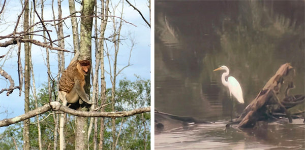 廿載風(fēng)云一路行，馬來風(fēng)情共見證&mdash;&mdash;2024廣東博皓馬來西亞之旅   -13