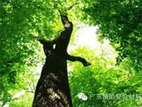 【博皓感悟】欲為大樹(shù)，莫與草爭(zhēng)