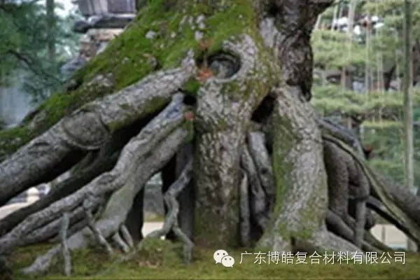 【博皓感悟】欲為大樹，莫與草爭-5